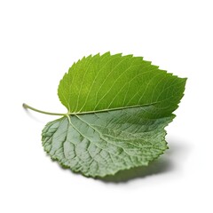 Obraz premium Single Green Leaf Isolated on White