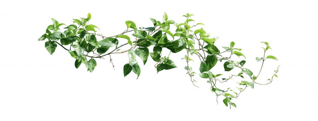 Fototapeta premium Fresh Green Ivy Plant Vines Transparent Background