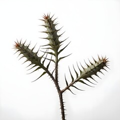 Spiky Plant Branch Isolated on White