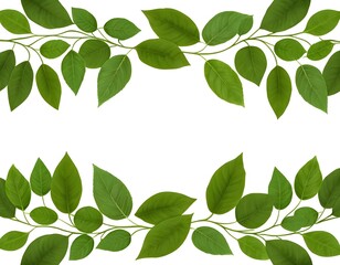 Green Leaves Frame, Natural Border, Spring Foliage