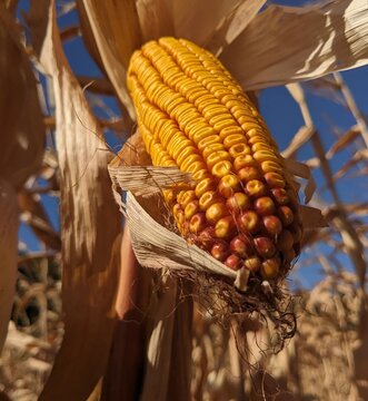 In the autumn harvest field. One of the ears of ripe corn was exposed. The ear is well formed. The corn field is ready to be threshed by combines, harvesting the corn crop