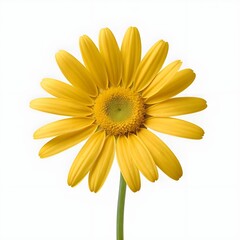 Naklejka premium Single Yellow Daisy Flower on White Background
