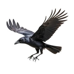 Fototapeta premium Black Crow in Flight, Isolated on White