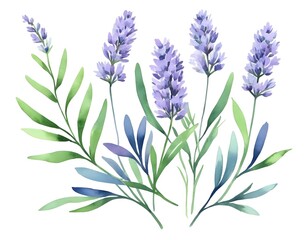 Fototapeta premium Watercolor Lavender Flowers and Leaves