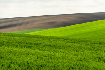 Fototapeta premium Green rolling fields in Czechia Moravia at spring