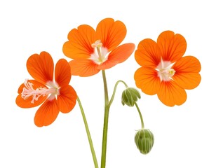 Fototapeta premium Three Vibrant Orange Flowers with Buds