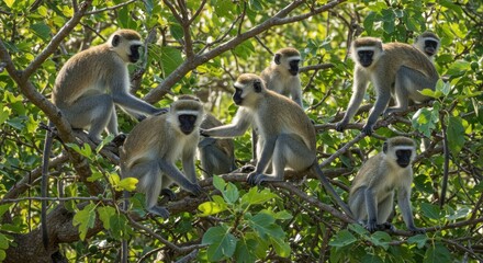 Obraz premium Monkeys in a Tree (Photo)
