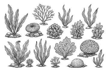 Detailed vector icon collection of sea plants, corals, and algae in various shapes and sizes illustrating underwater life © icon_art