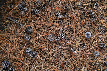 デザイン的な松ぼっくりと松の葉