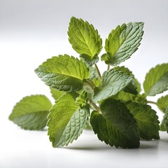 Fresh Sprig of Mint on White Background