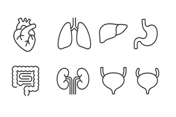 Simple vector icons representing various human organs for educational purposes in health and biology