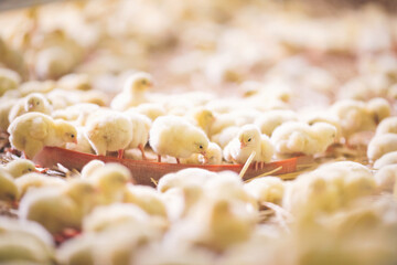 Baby chicks at farm