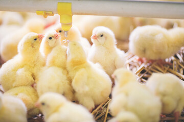 Baby chicks at farm
