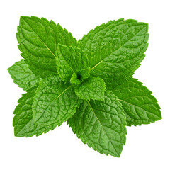 fresh mint leaves isolated on transparent background, png