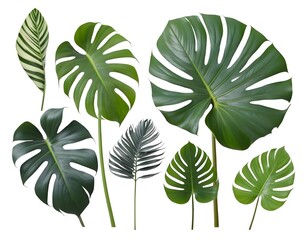 Fototapeta premium Tropical Monstera Leaves Collection