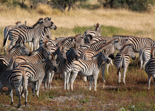 okavango delta of Botswana: Zebras at Boteti River in the Makgadikgadi Pan national park in Botswana
 