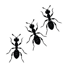 Black ant, a small insect pest, isolated on white with macro closeup showing antenna and leg detail PNG