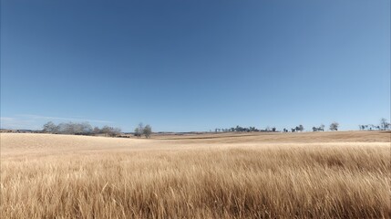Fototapeta premium A field of tall grass with a blue sky in the background