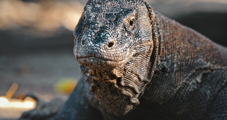Large Komodo dragon (Varanus Komodoensis) resting on the ground in Komodo National Park, Rinca Island, Indonesia, showcasing its impressive size and prehistoric appearance