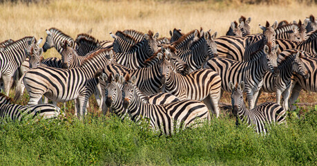 African wilderness: Zebras at Boteti River in the Makgadikgadi Pan national park in Botswana
 