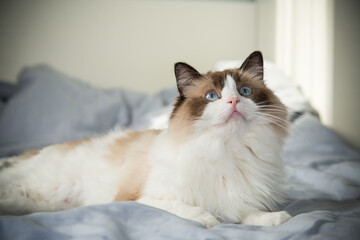 cat lies on bed and looks, breed Ragdoll