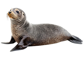 Harbor seal isolated PNG transparent background gray wet fur relaxed marine mammal whiskers flippers animal wildlife sea pup cute alert

