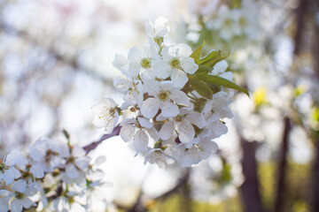 Apple tree branch with white flowers. Apple blossom. Spring background. Horizontal photo