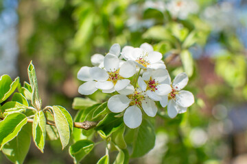 Flowering of fruit trees - pears. Spring