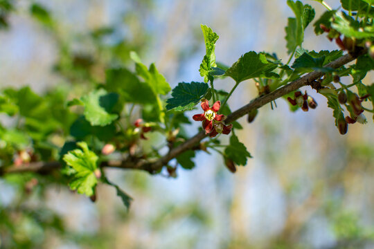 Yoshta is a hybrid of currant and gooseberry. The flowering stage. A branch of a flowering yoshta bush