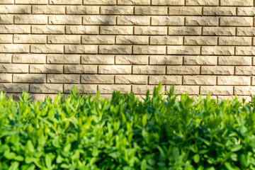Light background. Brick wall and greenery bushes. Space for text. Copy space