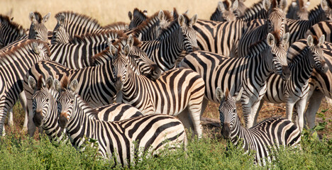 Zebras at Boteti River in the Makgadikgadi Pan national park in Botswana
 