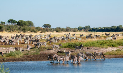 Zebras at Boteti River in the Makgadikgadi Pan national park in Botswana
 