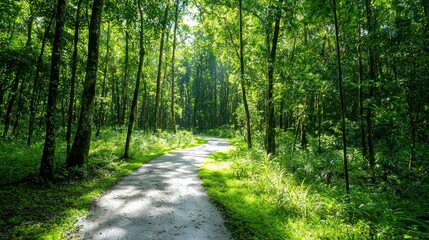 Fototapeta premium Serene pathway through a lush green forest on a sunny day.