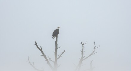 Eagle on a Tree in Fog - Photo