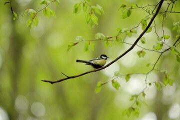 Forest Pause: Great Tit on a Spring Branch