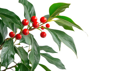 Fototapeta premium close up of vibrant red holly berries and green leaves on white background