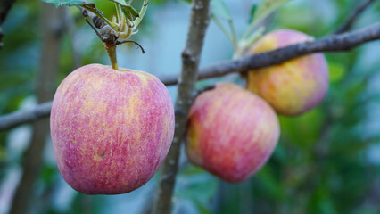 Anna apples hanging on a tree, ready to be picked