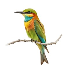 Obraz premium Rainbow Bee-eater Perched on Branch