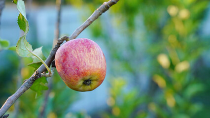 Anna apples hanging on a tree, ready to be picked