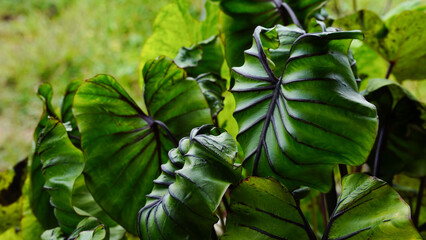 green leaves pharaoh mask elephant ear or colocasia pharaoh mask,Araceae on natural background