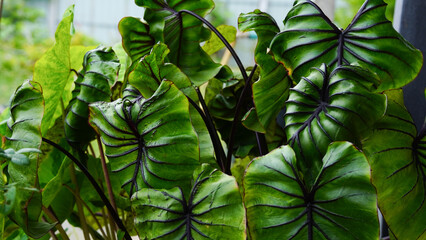 green leaves pharaoh mask elephant ear or colocasia pharaoh mask,Araceae on natural background