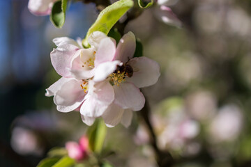 apple blossom pollinated by a bee