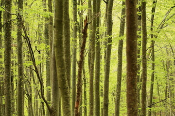 Silent Order: Spring Beech Forest in Ezcaray