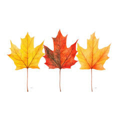 Three colorful maple leaves on transparent background