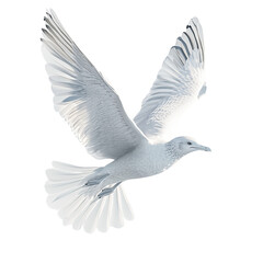 Obraz premium Serene ethereal flight: white seabird soaring gracefully against stark backdrop
