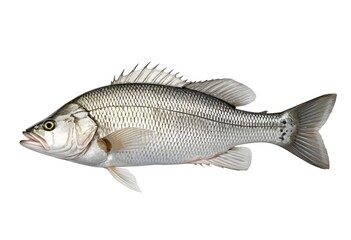 Fototapeta premium Silver Sea Bass, Fresh Fish Isolated on White