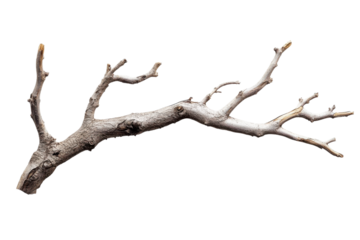 Elegant Dry Branch Isolated on Black Background Nature art tree wood twig stem grey brown white on transparent background