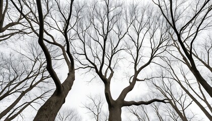 Bare Trees Reaching for the Sky