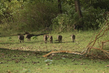 Beautiful Animals in Nagarhole National Park, India 