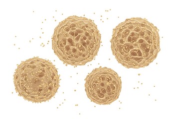 Fototapeta premium Illustration showing four cells with textured surfaces and small particles around them on white